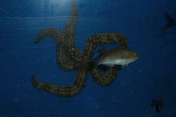 Korfoe aquarium