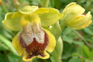 Korfoe Orchidee