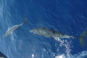 Korfoe dolfijnen